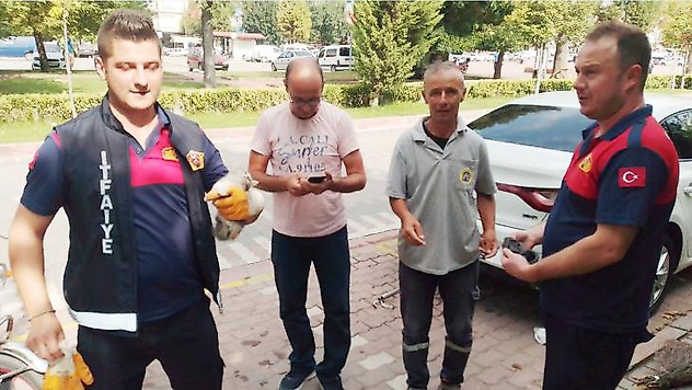 Yavru kedi uzun uğraşlar sonucu araç altından çıkarıldı