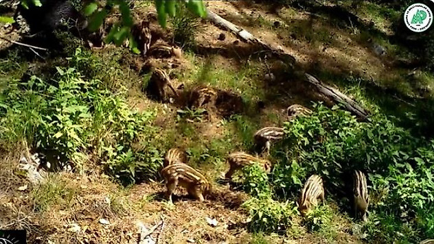 Yavru yaban domuzlarını doğal ortamlarında fotokapan görüntüledi