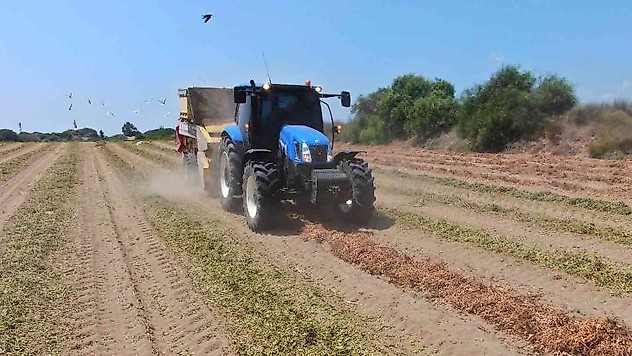 Yer fıstığında hasat zamanı: Kilosu 24 lira