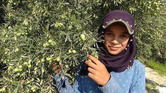 Yılın ilk zeytin hasadı Silifke'de başladı