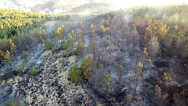 Yozgat'ta 15 dekarlık orman küle döndü