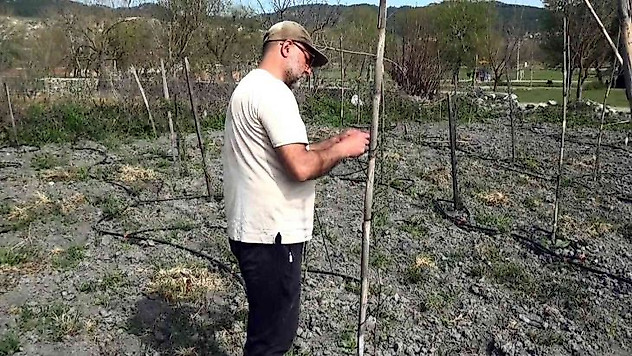 Yurt dışında gördüğü meyveyi yetiştirmeye başladı, yılda 300 bin TL kazanmayı hedefliyor
