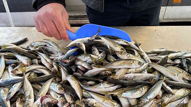 Zonguldak'ta balıkçılar teselliyi istavritte buldu