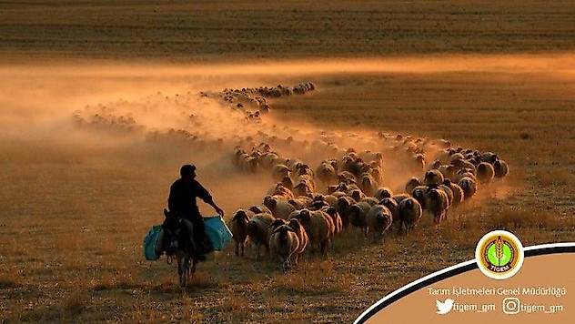 Zoonoz hastalıklara haşere, kuş, rüzgar davetiye çıkarıyor