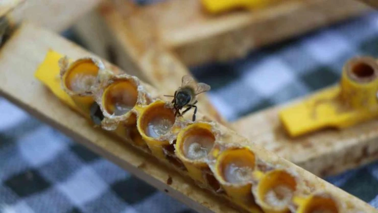 'Arı sütü' servet değerinde: Gramı 15, kilosu 15 bin TL