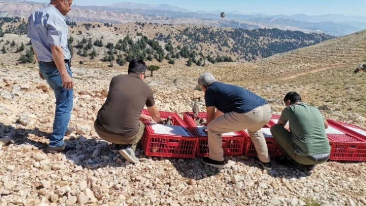 15 bin kınalı keklik doğaya salındı