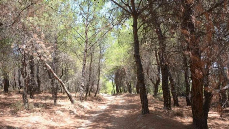 Aliağa'da 31 Ekim'e kadar ormanlık alanlara giriş yasaklandı