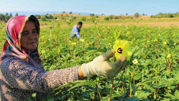Amasya coğrafi işarette hedef büyüttü: Çiçek bamyası AB yolunda