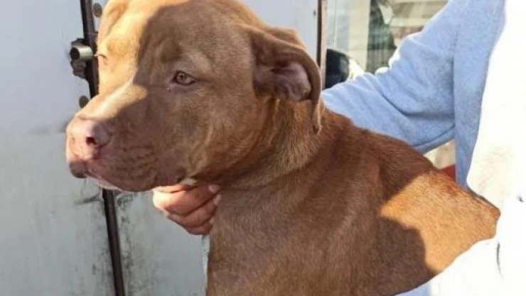 Ankara'da 7 yavru pitbull ölü bulundu