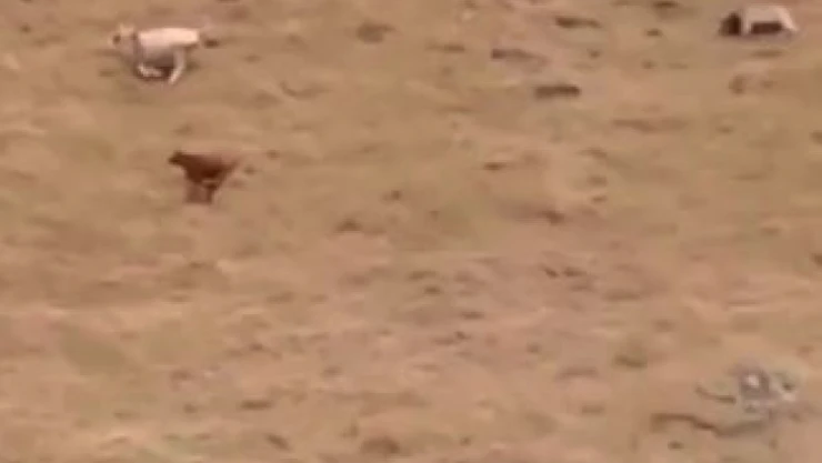 Artvin'de ayı yaylada otlayan hayvanlara saldırdı çobanın tepkisi ilginç oldu