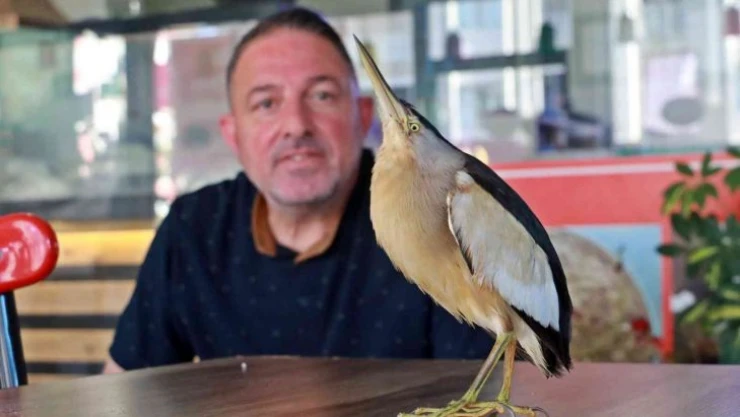 Bahçesine düşen yavru balaban kuşunu kafeste hayatta tutmaya çalışıyor