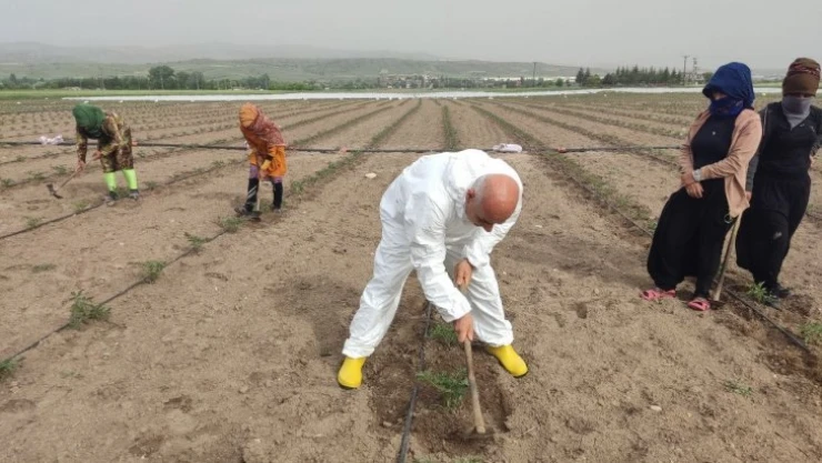 Bakan Kiriçci Kahramankazan'ı ziyaret etti, tarlada çapa yaptı