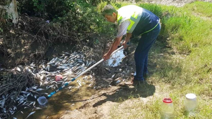 Bartın'da telef olan balıklarla ilgili ırmakta illegal bir deşarj veya atık dökümü tespit edilmedi