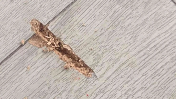 Daday Belediye Başkanı Taş'a makam odasında silahlı saldırı