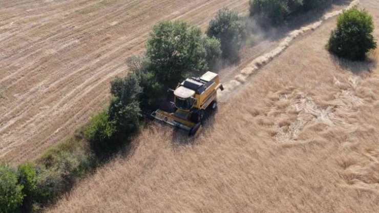 Buğdayın atası 'siyez'de hasat başladı