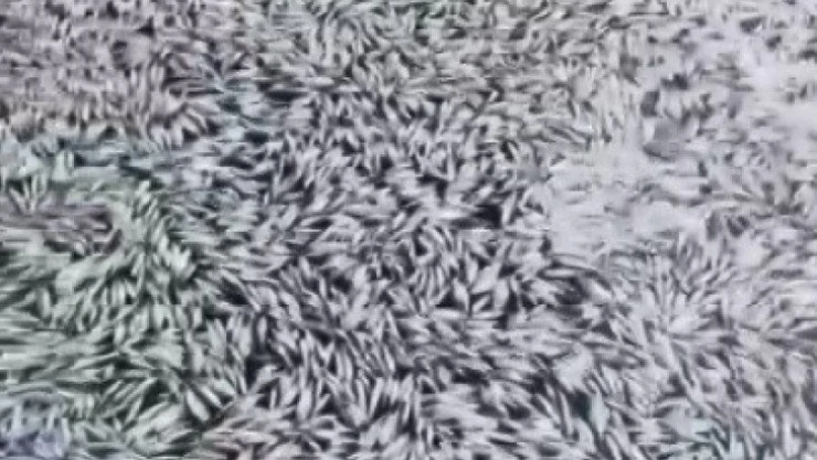 Bursa'da esrarengiz balık ölümleri