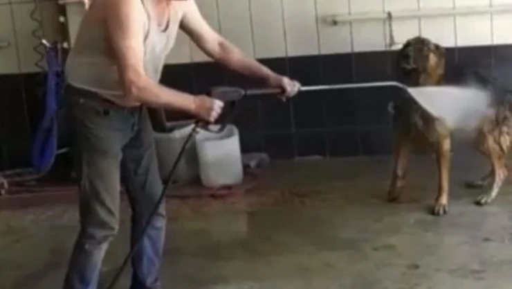 Bursa'da sıcaktan bunalan köpek böyle serinletildi