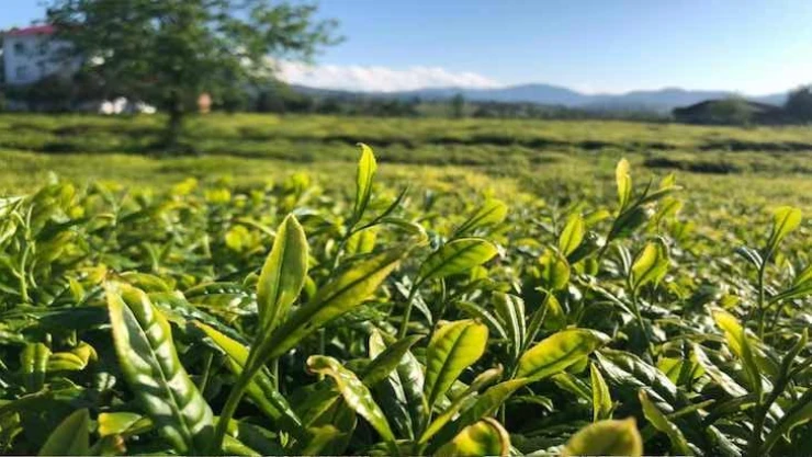 Çay Kanunu teklifi Mecliste: Amaç, çayın Türk ekonomisindeki yerini güçlendirmek