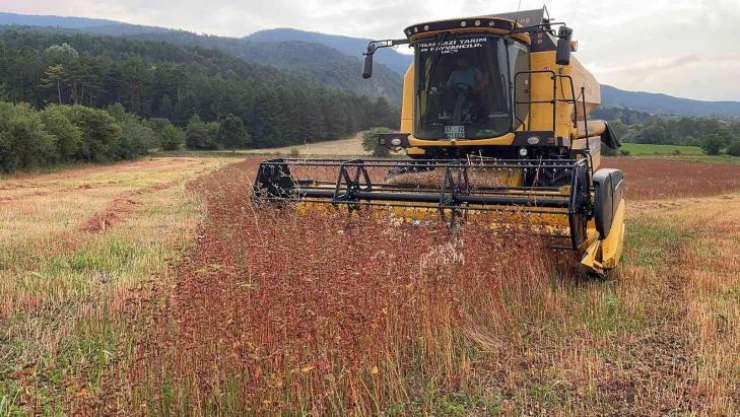Çölyak hastalarının aradığı karabuğdayın hasadına başlandı