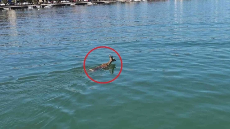 Denize atlayan karacayı sahil güvenlik kurtardı