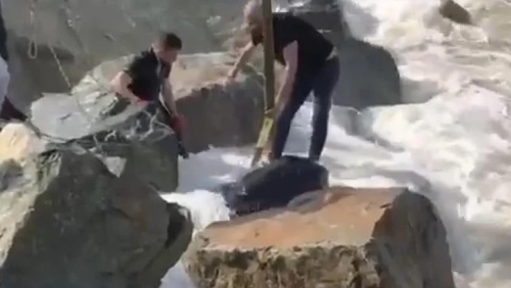 Denize düşen kurbanlık boğa vatandaşlar tarafından kurtarıldı