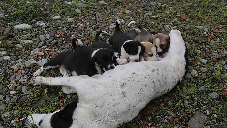 Dere yatağına düşen anne köpek ve yavruları vatandaşlar tarafından kurtarıldı