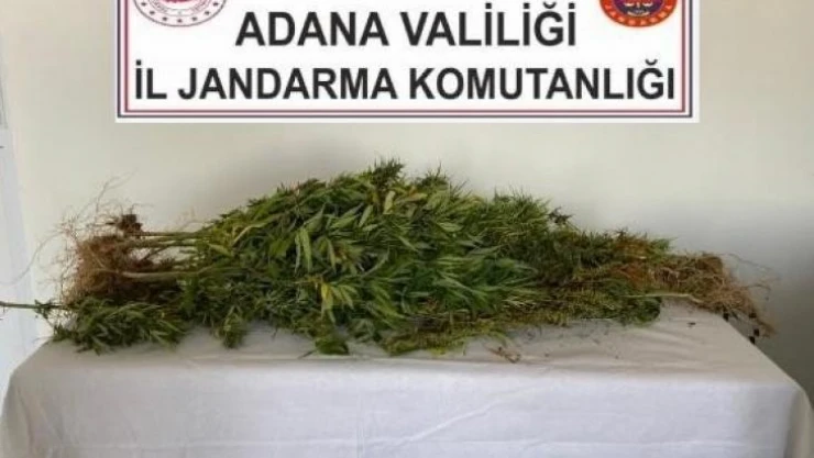 Dere yatağında kenevir yetiştirmiş