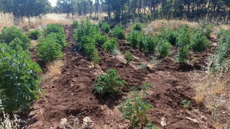 Diyarbakır'da 'Eren Abluka-28 Şehit Jandarma Uzman Çavuş Mehmet Arıyeşil' operasyonu başlatıldı