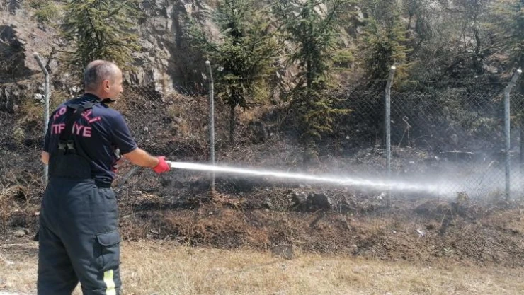 Elektrik akımına kapılan güvercin ağaçlık alanda yangın çıkardı