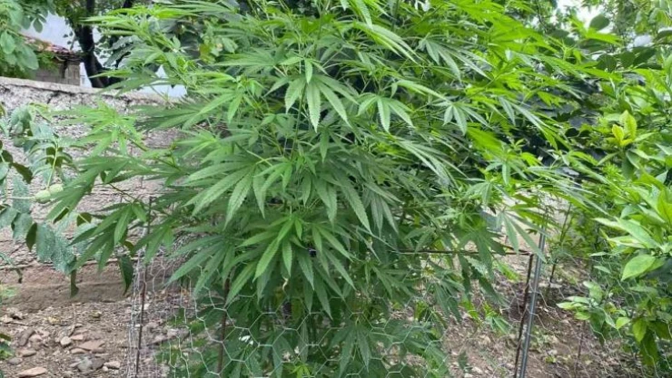 Evinde uyuşturucu yetiştiren şahsa operasyon: 154 kök kenevir ele geçirildi