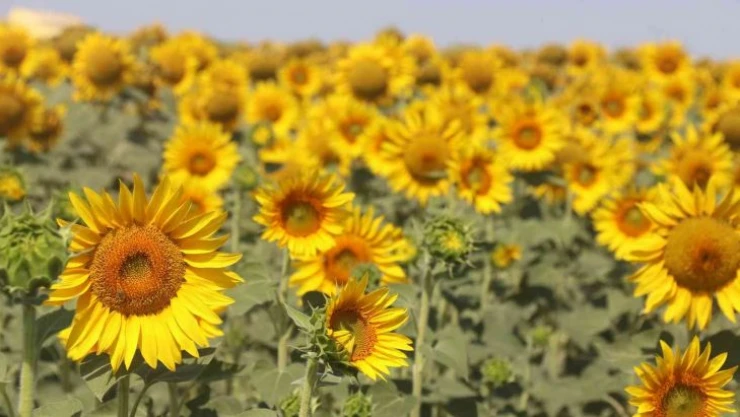 FAO'dan dikkati çeken yağ öngörüsü