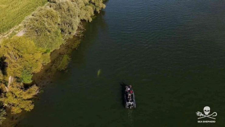Fransa'da 4 gündür nehirde mahsur kalan beyaz balina kurtarıldı