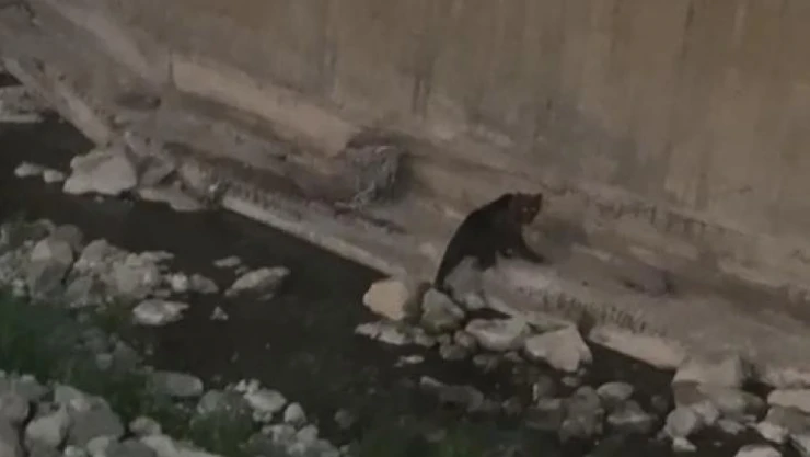 Gümüşhane'de kent merkezine kadar inen ayı kameralara yakalandı