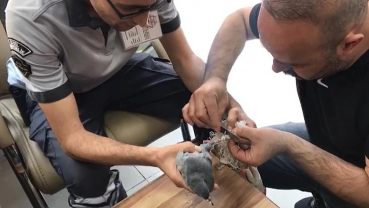 Güvercin ayağına dolanan çuvaldan tırnak makasıyla kurtuldu