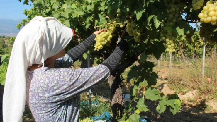 Hasat edilen üzümlerde ilk ihraç tırları yola çıktı