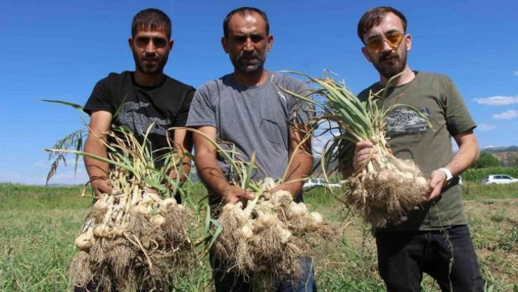 İlk kez ekimini yaptığı sarımsağı hasat etti