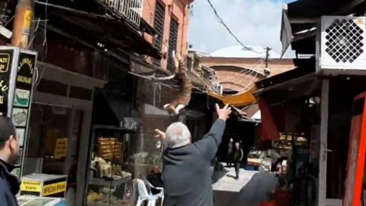 İş yerinin tabelasında mahsur kalan kediyi kurtarmak için seferber oldular