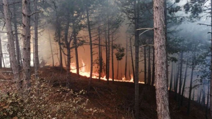 İzmir'de ormanlık alanda yangın