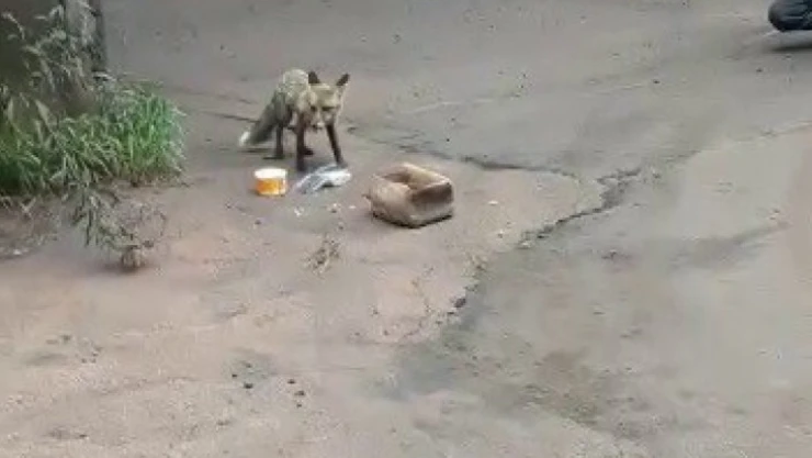 KARDEMİR içerisindeki tilki böyle görüntülendi