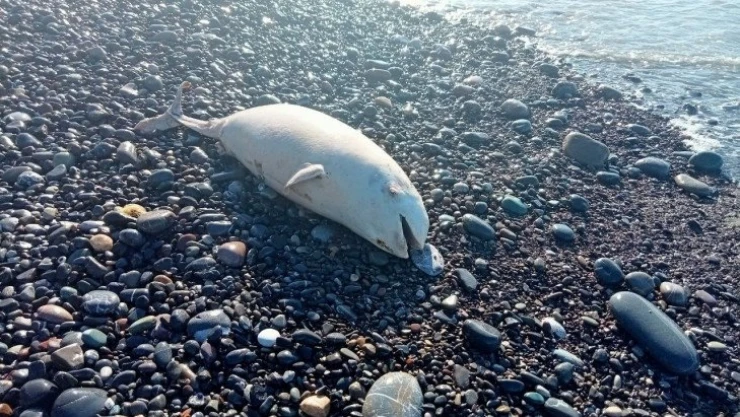Kastamonu'da sahile ölü yunus vurdu