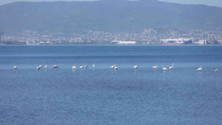 Kış mevsiminin keyfini sürmek için bu yıl da İzmit Körfezi'ne geldiler