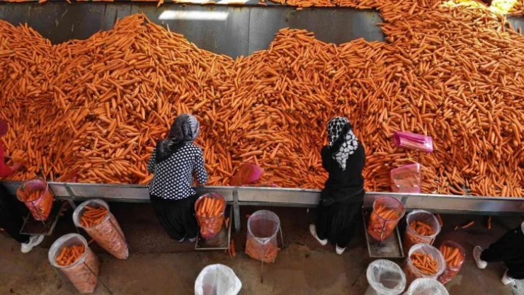 Konya Ovası'nda 55 bin dekarlık alanda havuç hasadı başladı