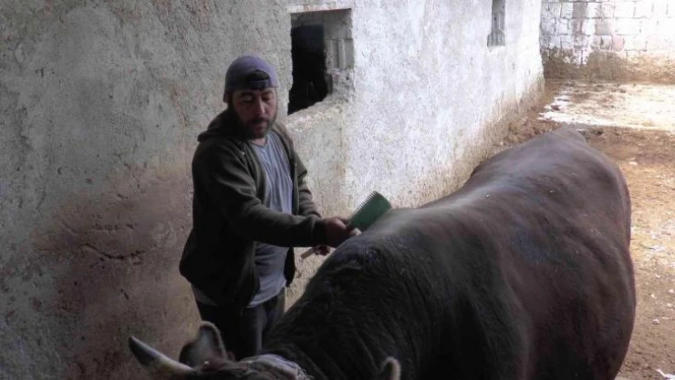 Kurbanlık alacaklara uzmanından uyarı