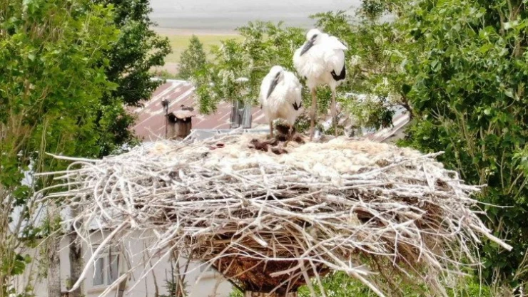 Leylekler, 46 yıldır aynı direkte yuva yapıyor