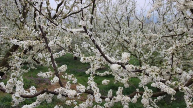 Lezzetliyle ünlü Eşme eriği ağaçları çiçek açtı