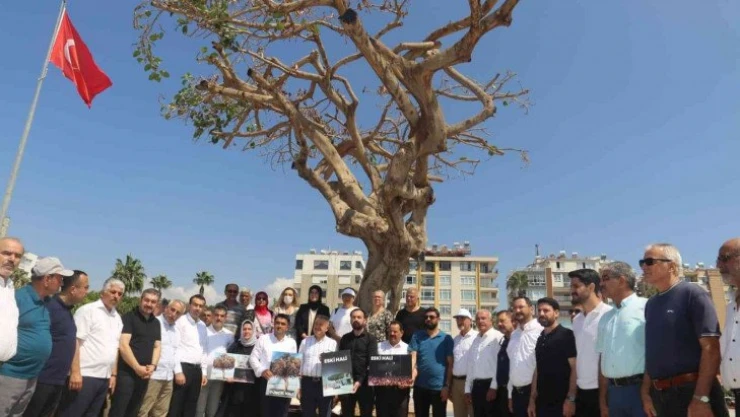 Mersin'de yarım asırlık ağacın kurutulmasına tepkiler sürüyor