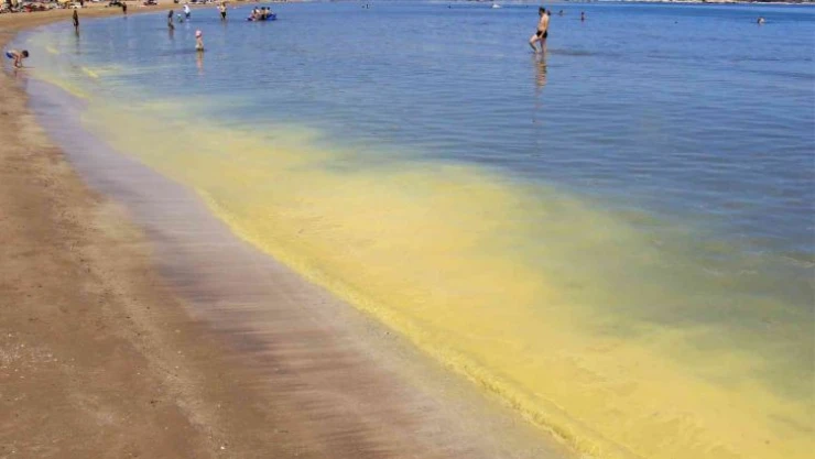 Müsilaj zannedilen polen sahili sarıya boyadı, binlerce arı telef oldu