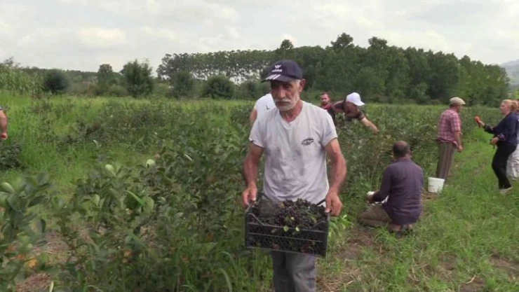 Samsun'da 'aronia' hasadı