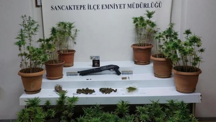 Sancaktepe'de evinde uyuşturucu yetiştirip satan şahıs yakalandı