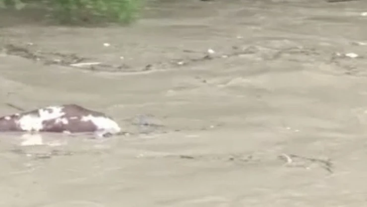 Sel sularına kapılan büyükbaş hayvan telef oldu